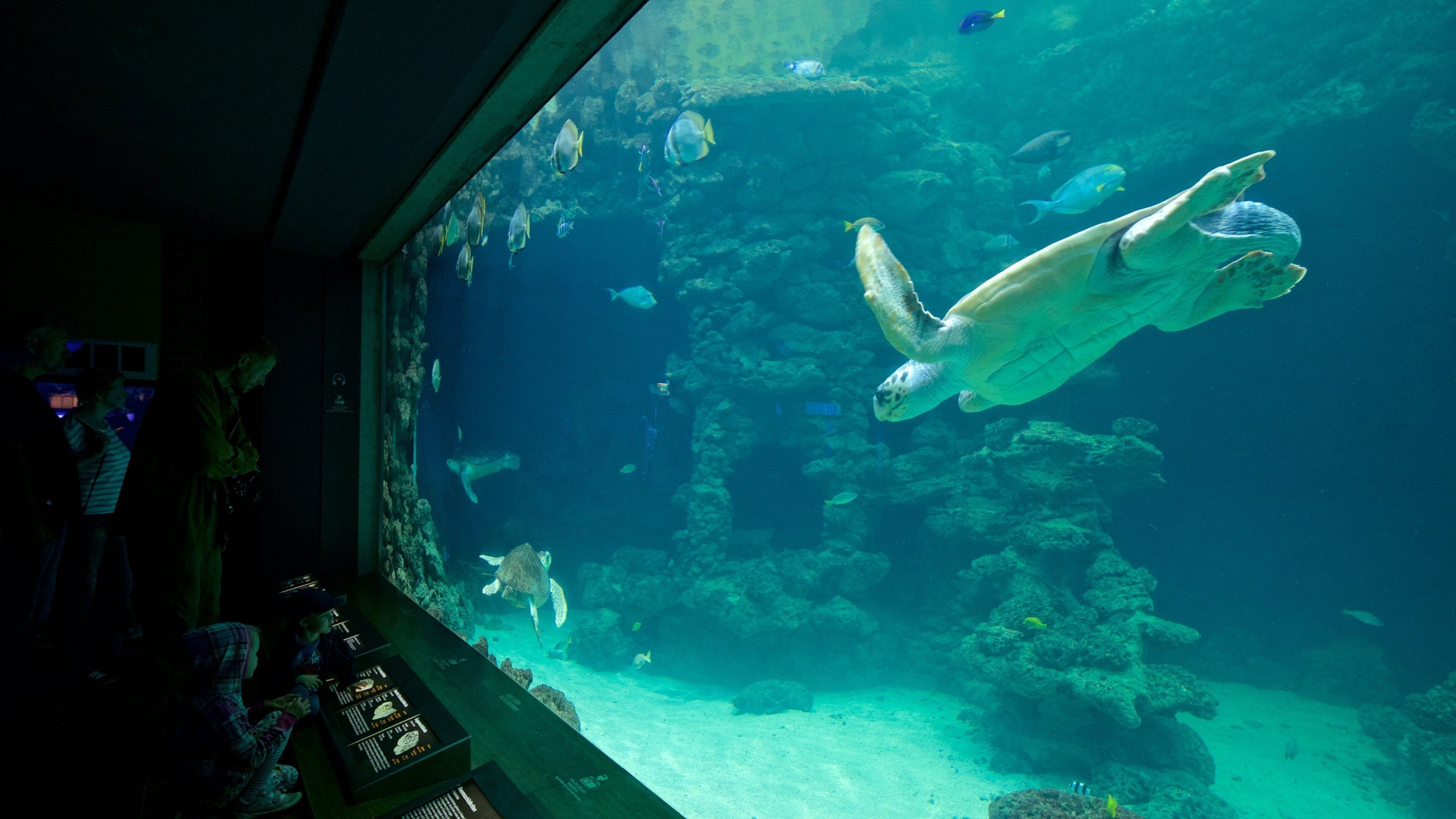 Tysk oseanografisk museum som inkluderer innendørs og sjøliv