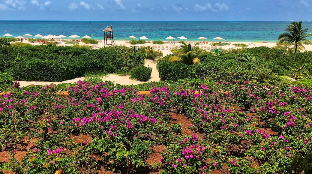 The Beauty of Mexico and Secrets Playa Mujeres