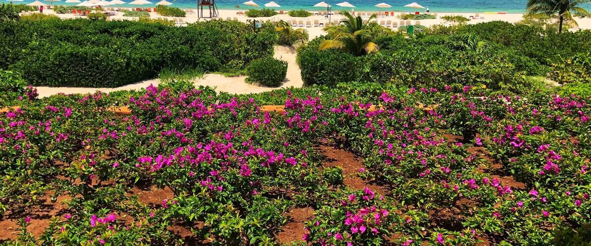 The Beauty of Mexico and Secrets Playa Mujeres