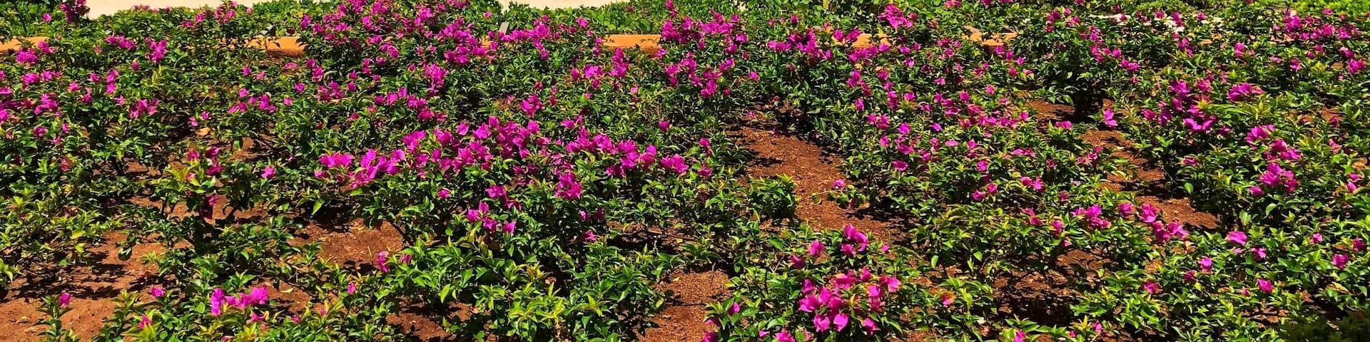 The Beauty of Mexico and Secrets Playa Mujeres