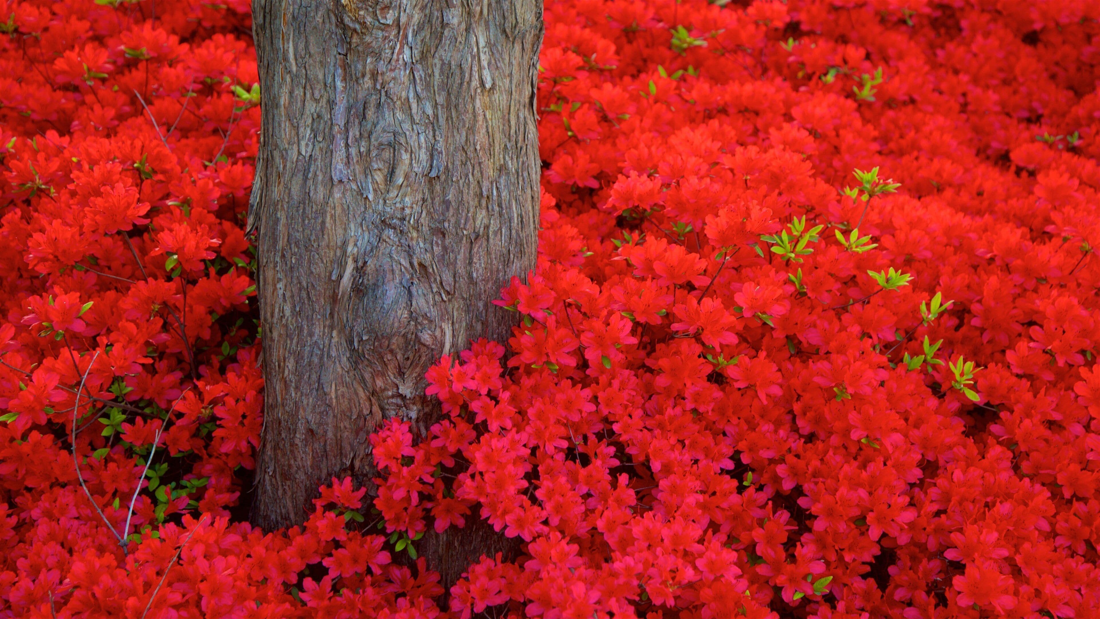 Gangneung which includes wildflowers