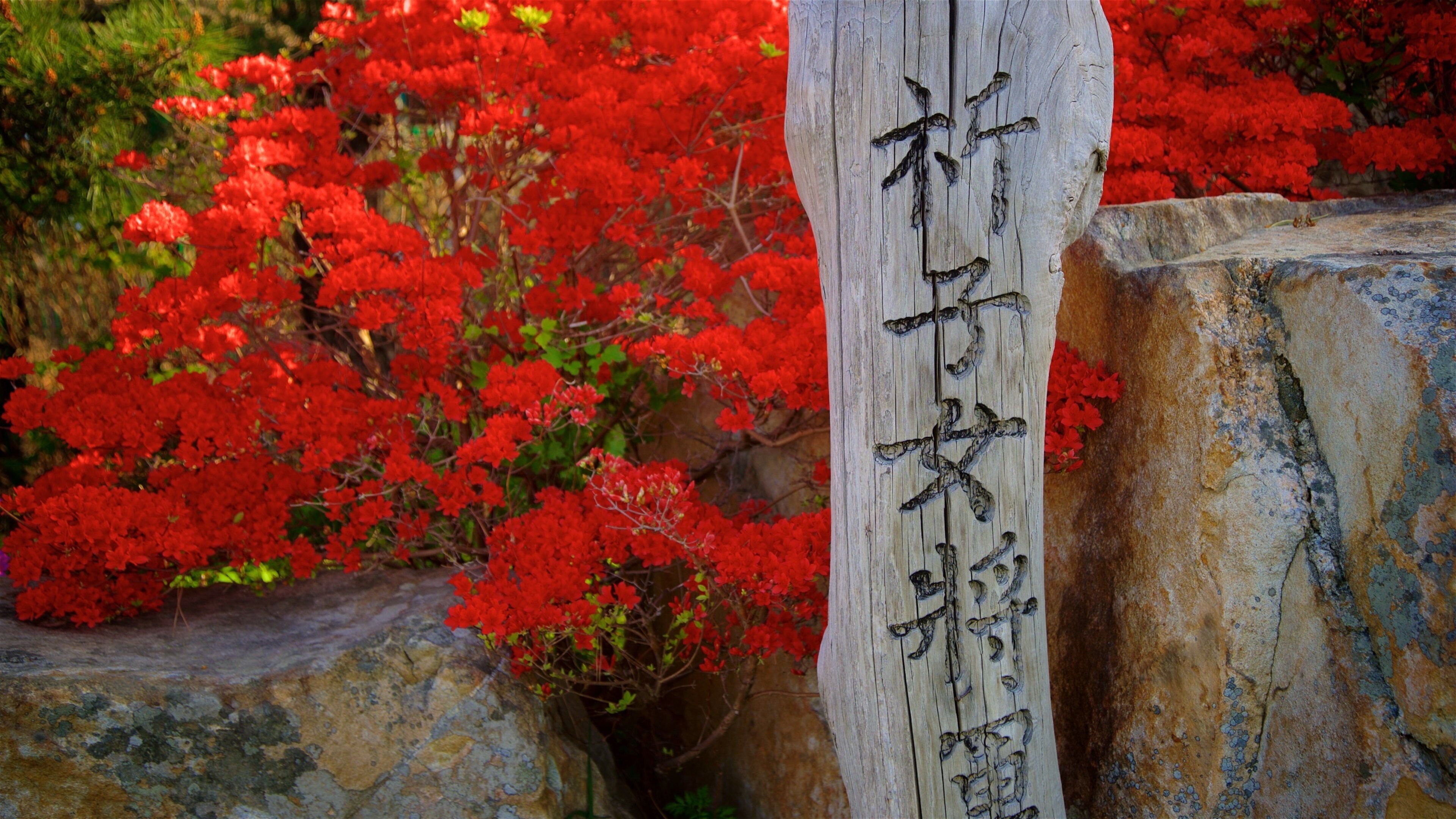 Gangneung featuring signage and wildflowers
