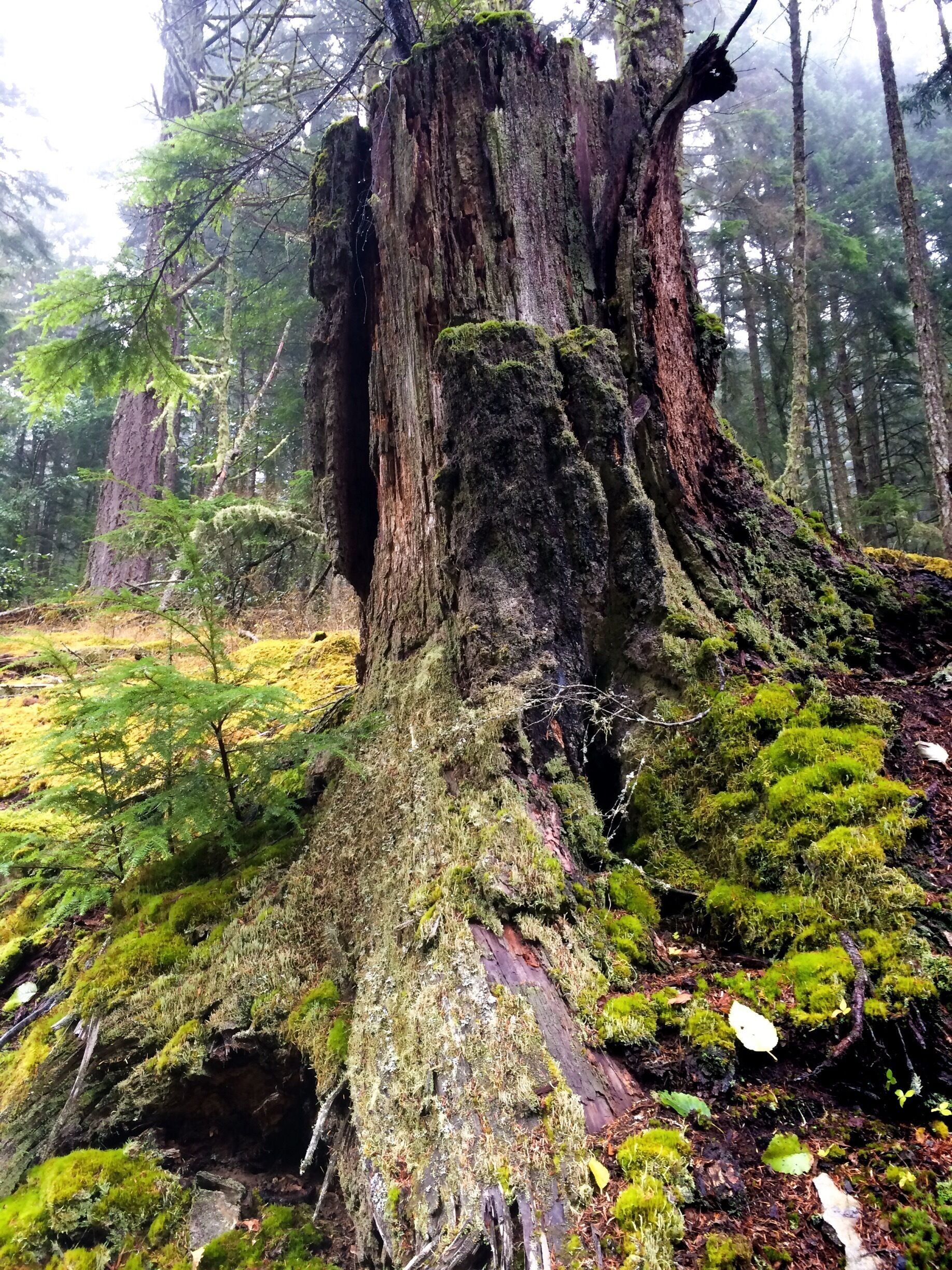 Turtleback Mountain is a wilderness-preservation success story.  Recently the target of a development effort on Orcas Island, a popular weekend destination for people from Seattle, it was saved from that fate largely by the efforts of one man and his organization, Tim Seifert, executive director of the San Juan Preservation Trust.  Thanks to their work, the mountain is now a wilderness area, in perpetuity.  As a bonus, a network of trails is now available to allow hikers and sight-seers a chance to explore the mountain.  The trails are beautiful and serene and not nearly as crowded as those on the more popular Mount Constitution, which sits on the other side of the island.  There aren't many open viewpoints, but the forest scenery is just fantastic.
