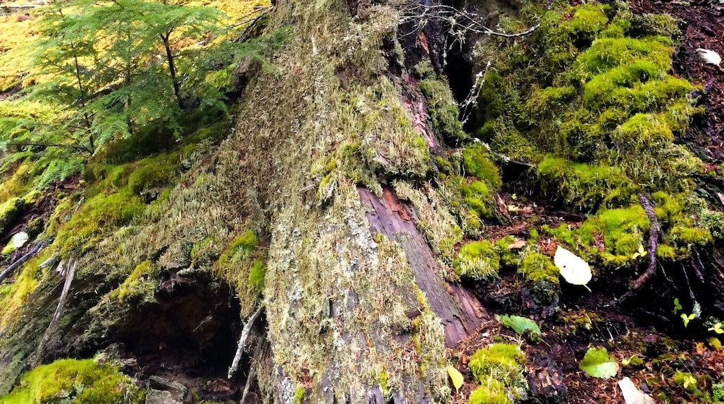 Turtleback Mountain is a wilderness-preservation success story. Recently the target of a development effort on Orcas Island, a popular weekend destination for people from Seattle, it was saved from that fate largely by the efforts of one man and his organization, Tim Seifert, executive director of the San Juan Preservation Trust. Thanks to their work, the mountain is now a wilderness area, in perpetuity. As a bonus, a network of trails is now available to allow hikers and sight-seers a chance to explore the mountain. The trails are beautiful and serene and not nearly as crowded as those on the more popular Mount Constitution, which sits on the other side of the island. There aren't many open viewpoints, but the forest scenery is just fantastic.