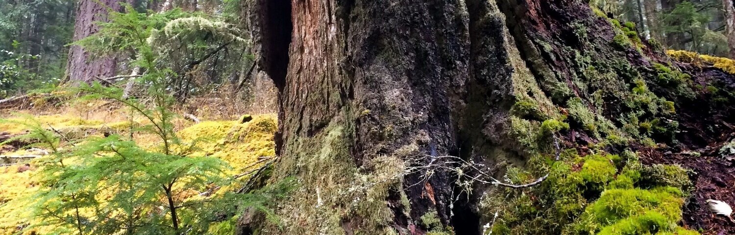 Un árbol grande con un tronco grueso cubierto de musgo y rodeado de bosque.