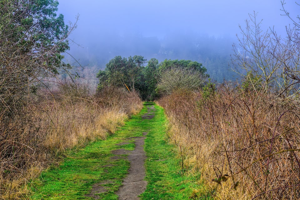 A narrow path flanked by dense shrubbery and trees, leading into a misty forest.