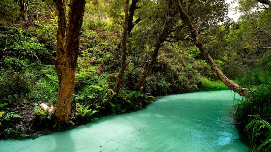 Australia Fraser Island Eli Creek turquoise river in the jungle
