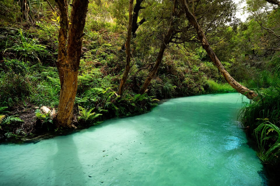 Un arroyo turquesa cristalino rodeado de abundante follaje verde y árboles.