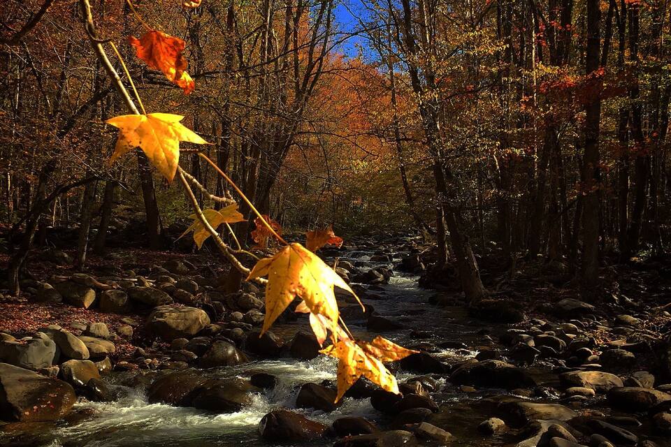 A river flowing through a forest with autumn leaves.