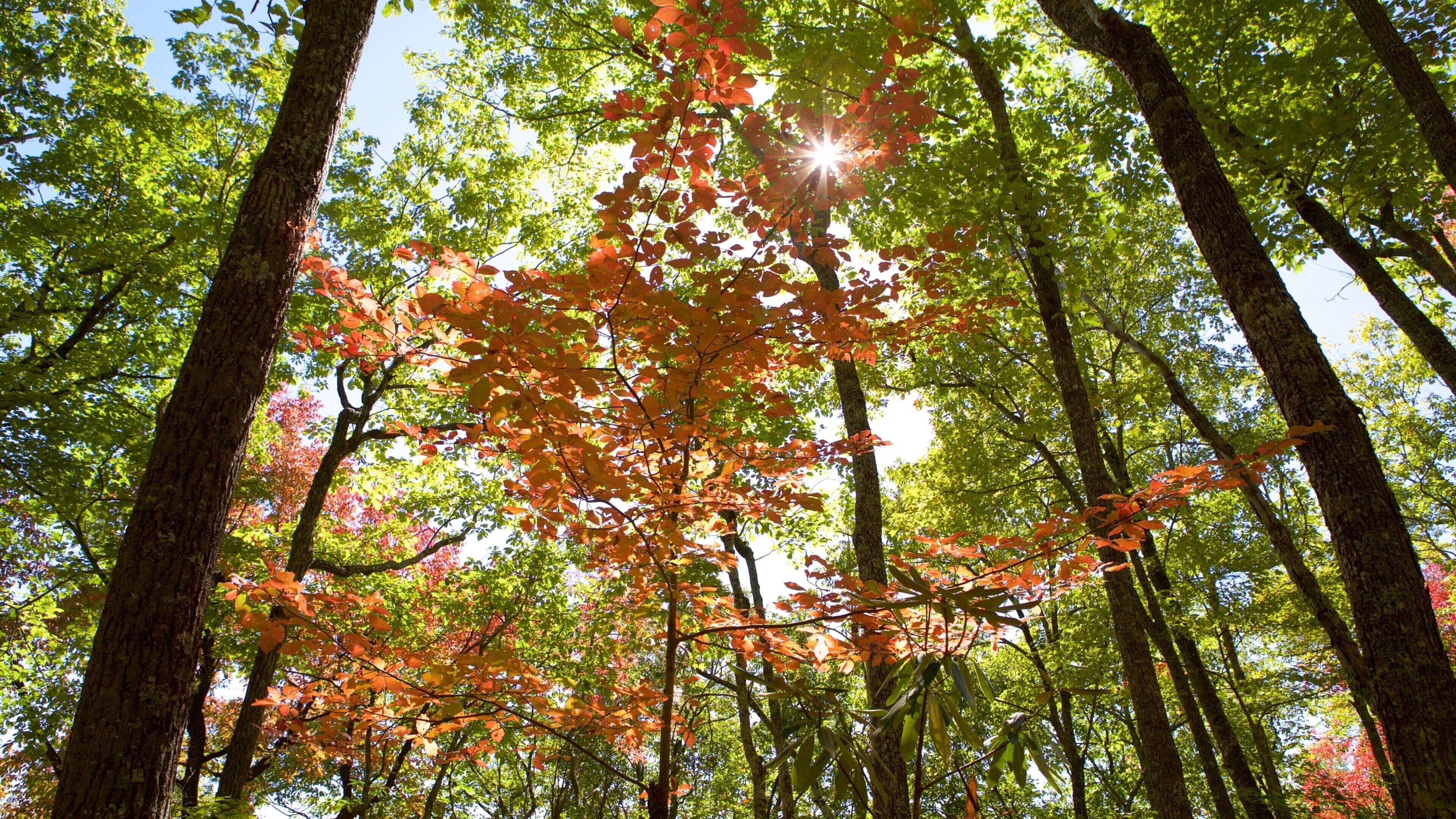 อุทยานแห่งชาติ Great Smoky Mountains เนื้อเรื่องที่ สีส  ันฤดูใบไม้ร่วง และ ทิวทัศน์ป่า