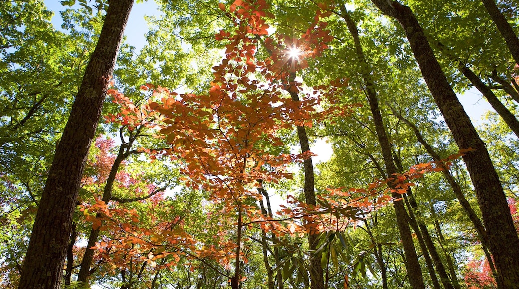 Great Smoky Mountains National Park which includes forest scenes and fall colors