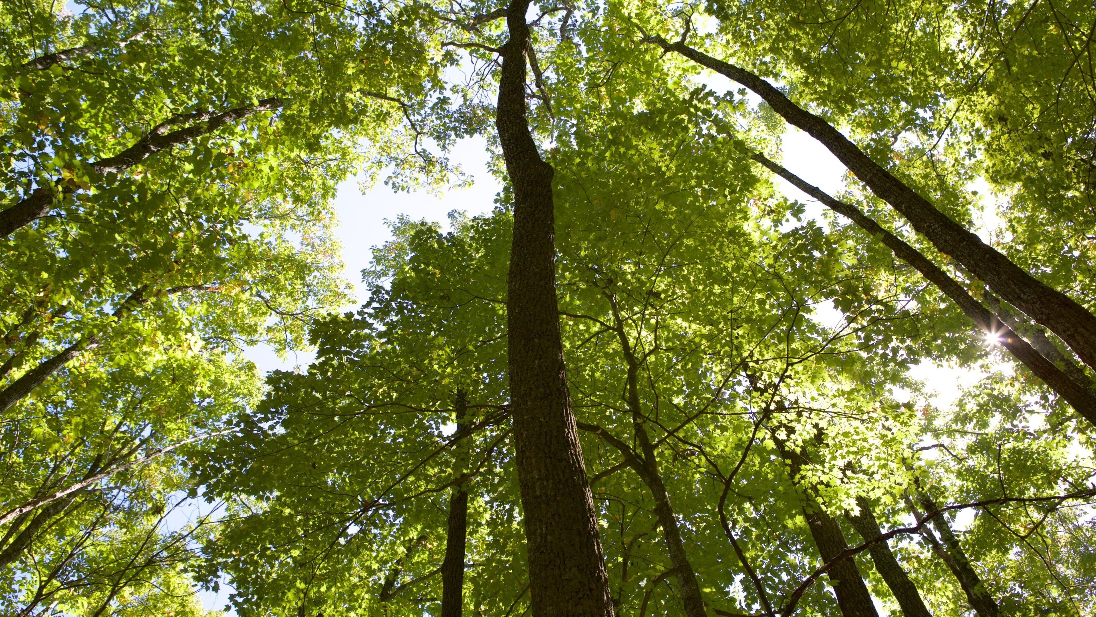 Great Smoky Mountains National Park which includes forests