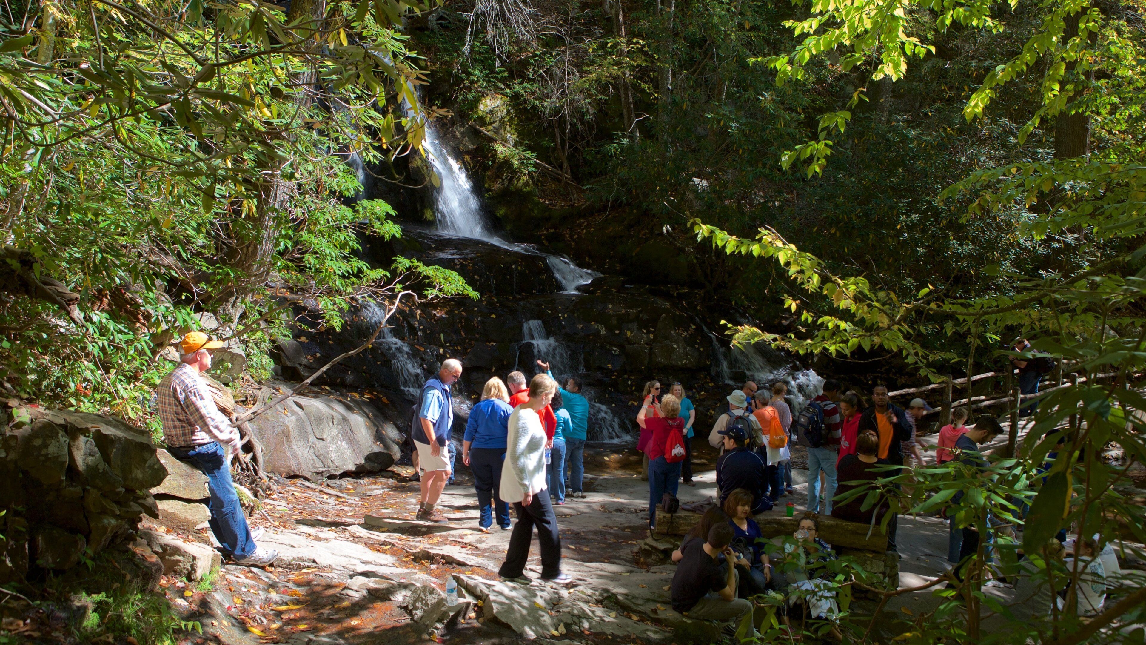 Laurel Falls featuring forests and a waterfall as well as a small group of people