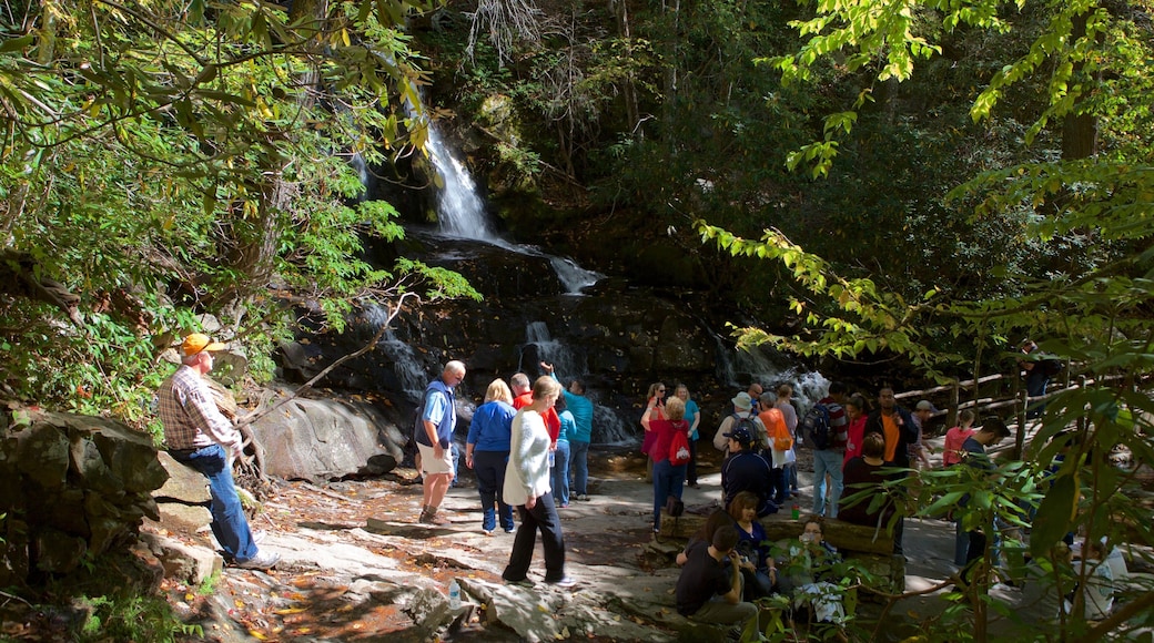 Laurel Falls featuring forests and a waterfall as well as a small group of people