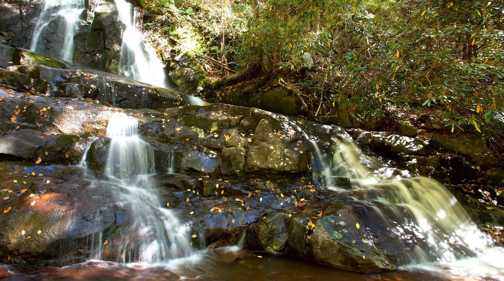 Great Smoky Mountains National Park which includes a river or creek and a cascade