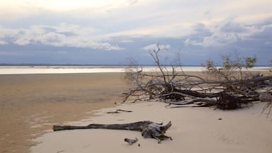 A beach with a fallen tree and a boat in the distance.