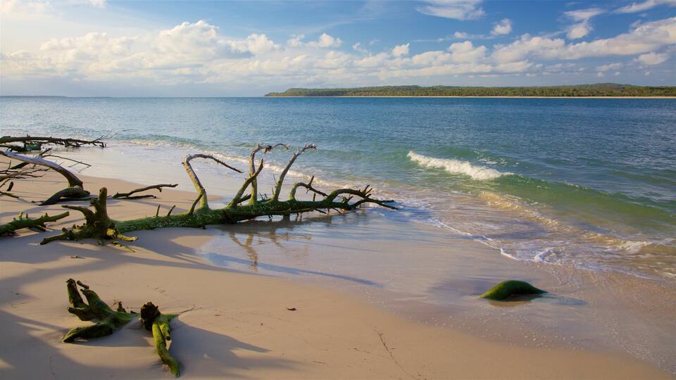 A beach with driftwood and a calm sea.