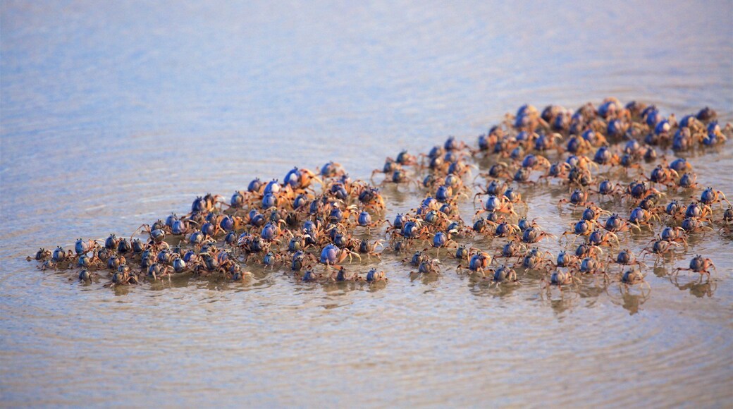 Rainbow Beach featuring animals, marine life and a beach