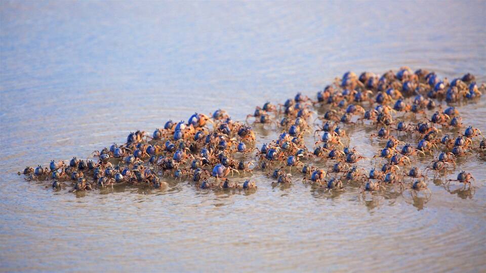A large group of crabs on a sandy beach.