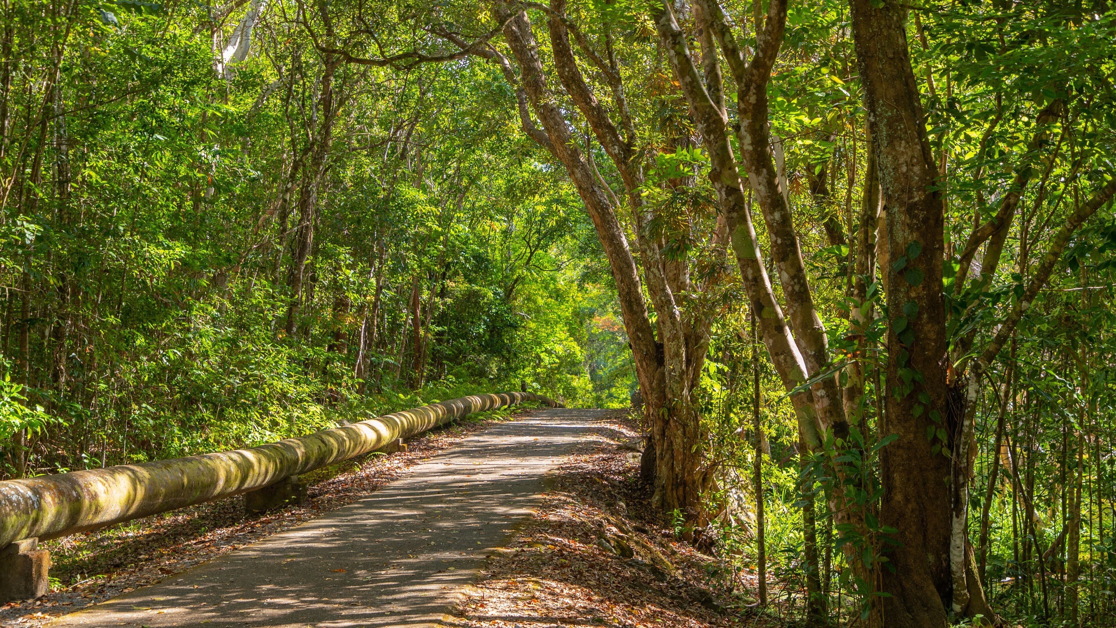Behana Gorge featuring forests
