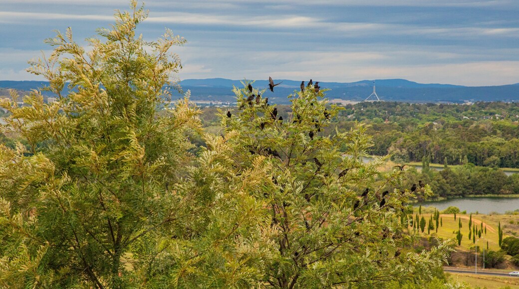 National Arboretum Canberra which includes landscape views and bird life