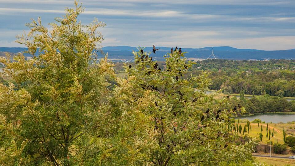 A landscape with trees, a body of water, and distant mountains.