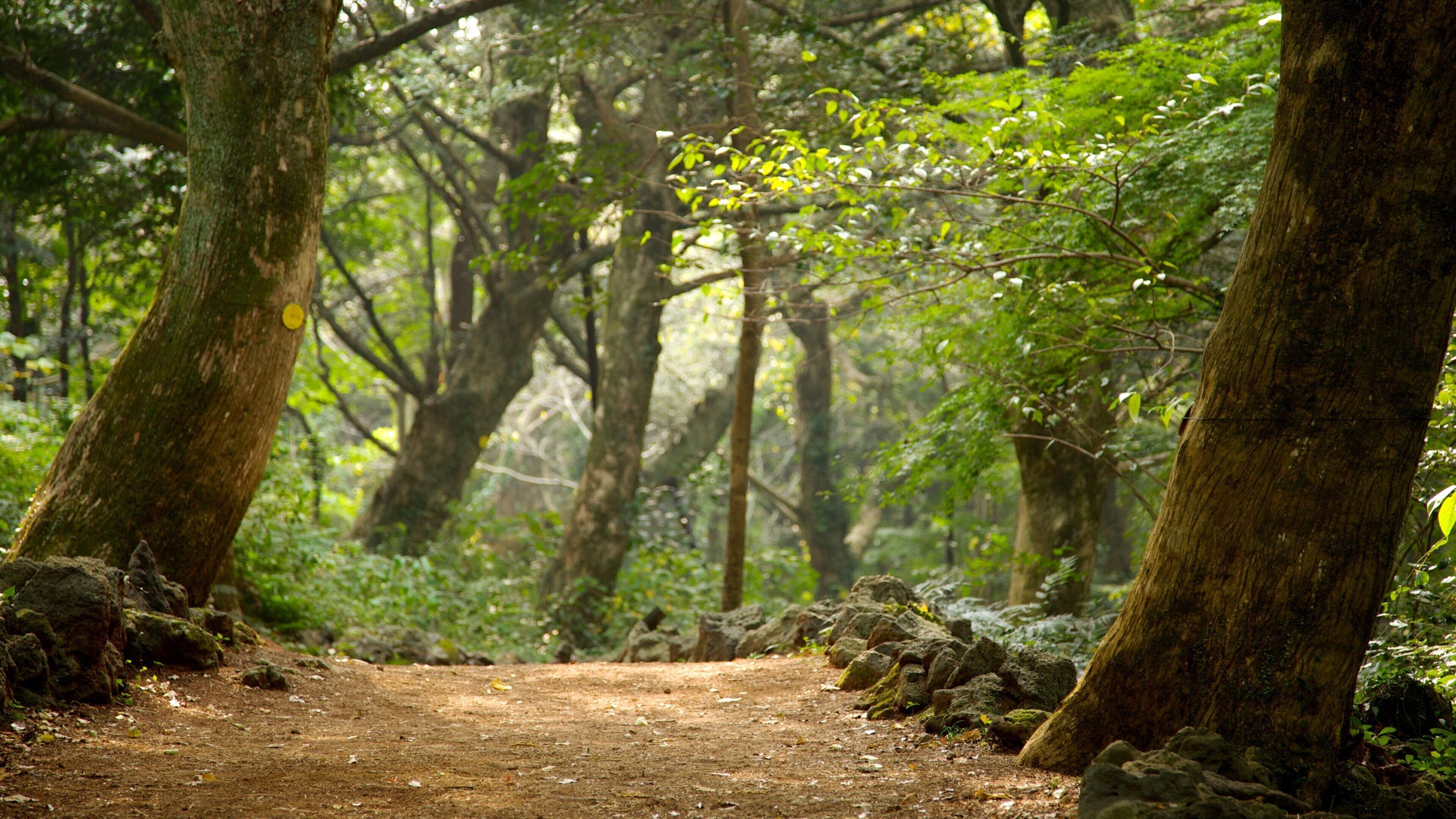 Jeju Island showing forest scenes and landscape views