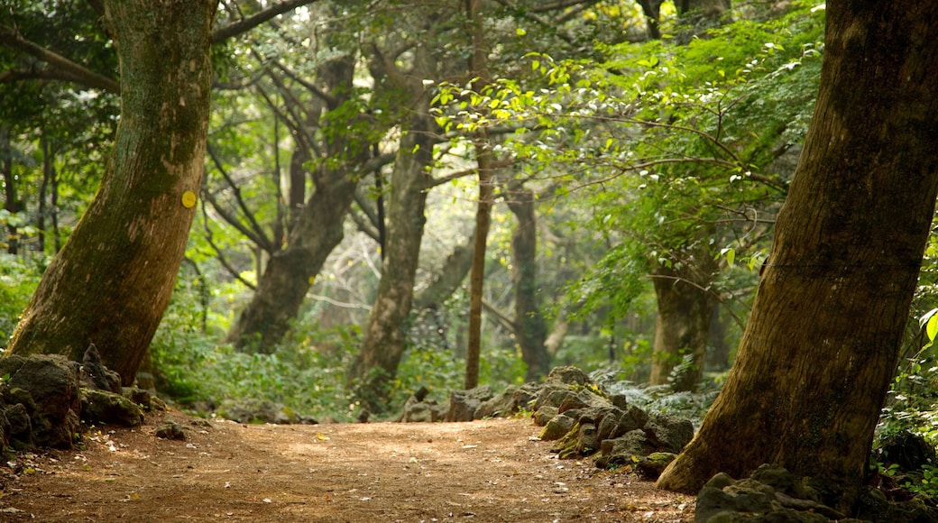 Jeju che include vista del paesaggio e paesaggio forestale