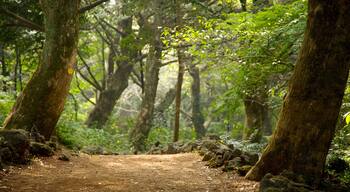 Jeju Island showing forest scenes and landscape views