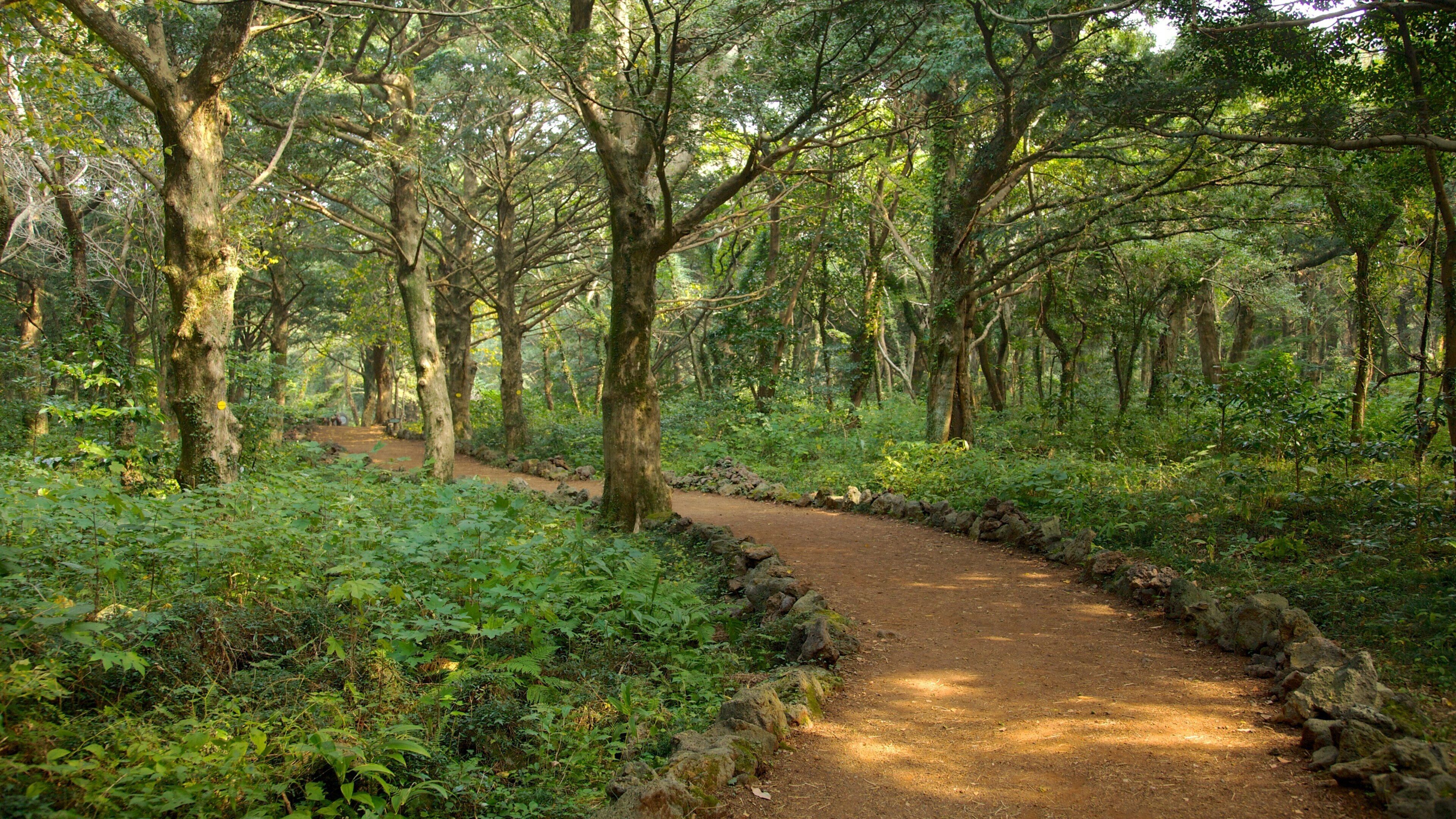 Isla de Jeju ofreciendo un parque, bosques y vista panorámica