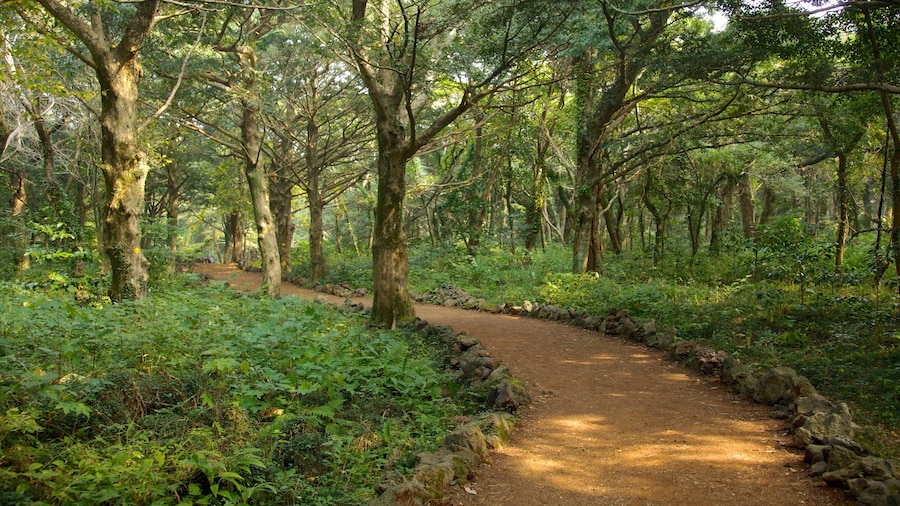 Isla de Jeju ofreciendo un parque, bosques y vista panorámica