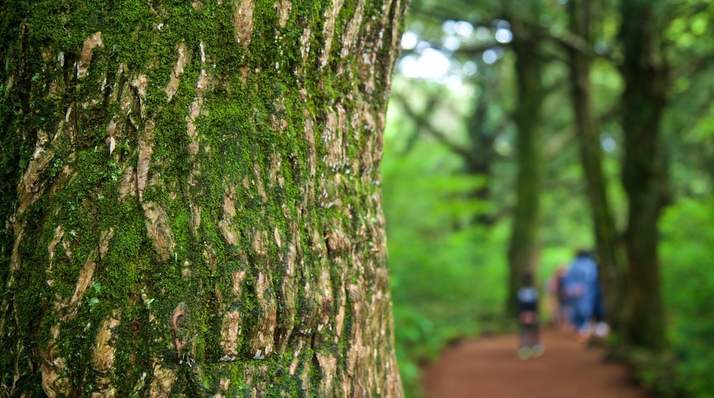 Bijarim Forest showing a garden and forest scenes