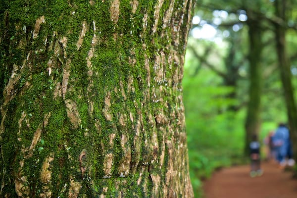 Bijarim Forest showing a garden and forest scenes