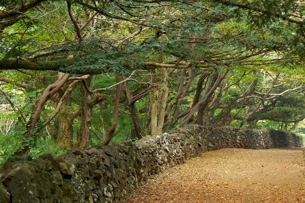 Un sentier bordé d’un mur de pierres, qui traverse une forêt au feuillage dense et aux arbres imposants.