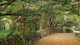 Un sentier bordé d’un mur de pierres, qui traverse une forêt au feuillage dense et aux arbres imposants.