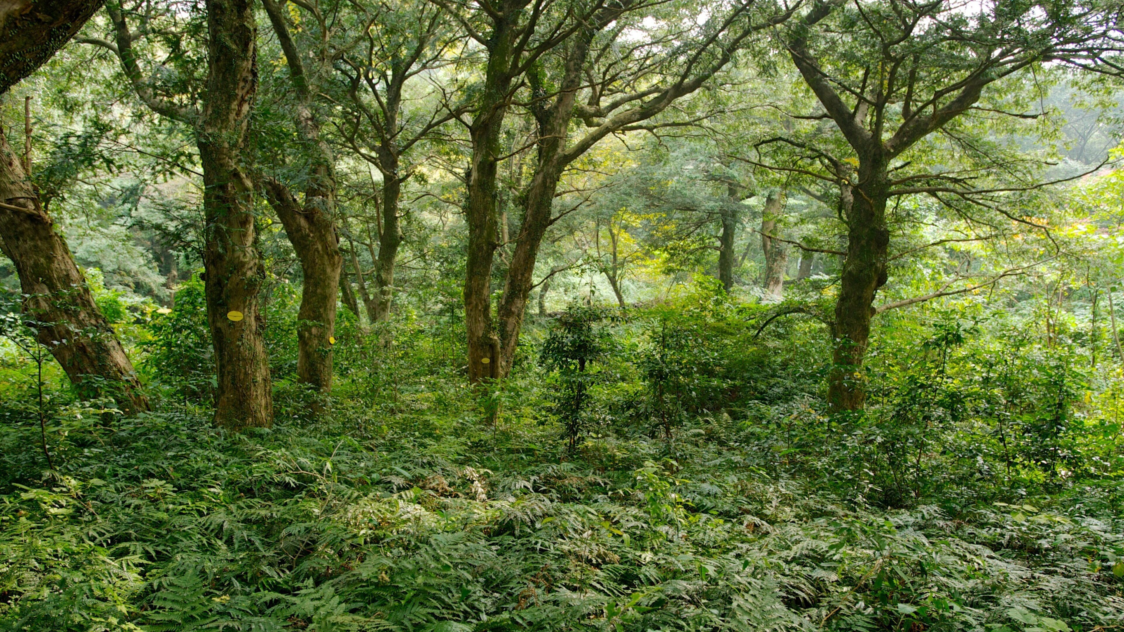 Jeju Island featuring forest scenes