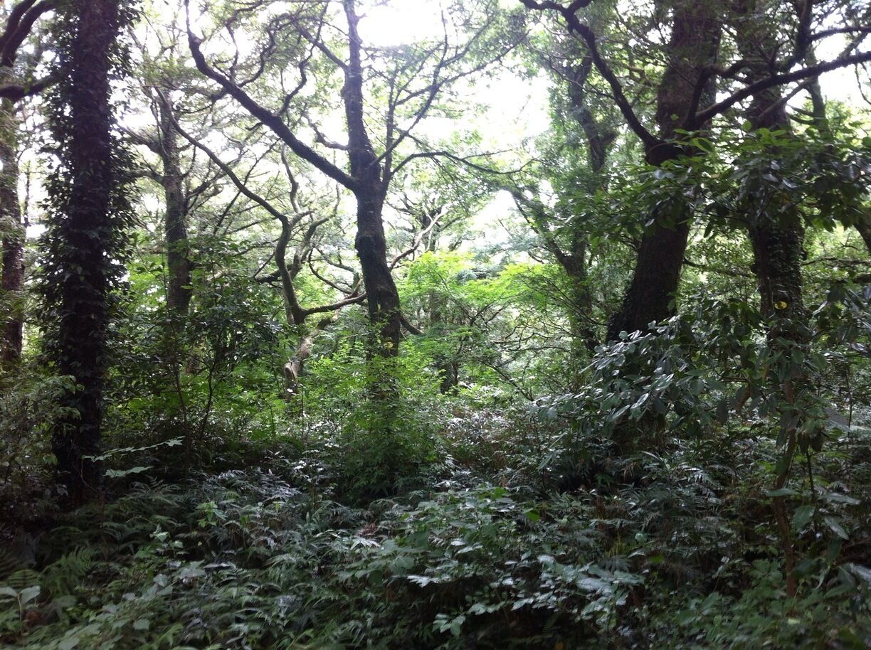 Good place for 
Take a walk,
There are 
So much old many trees.