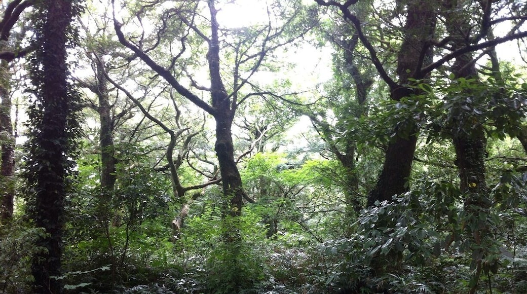 Good place for
Take a walk,
There are
So much old many trees.
