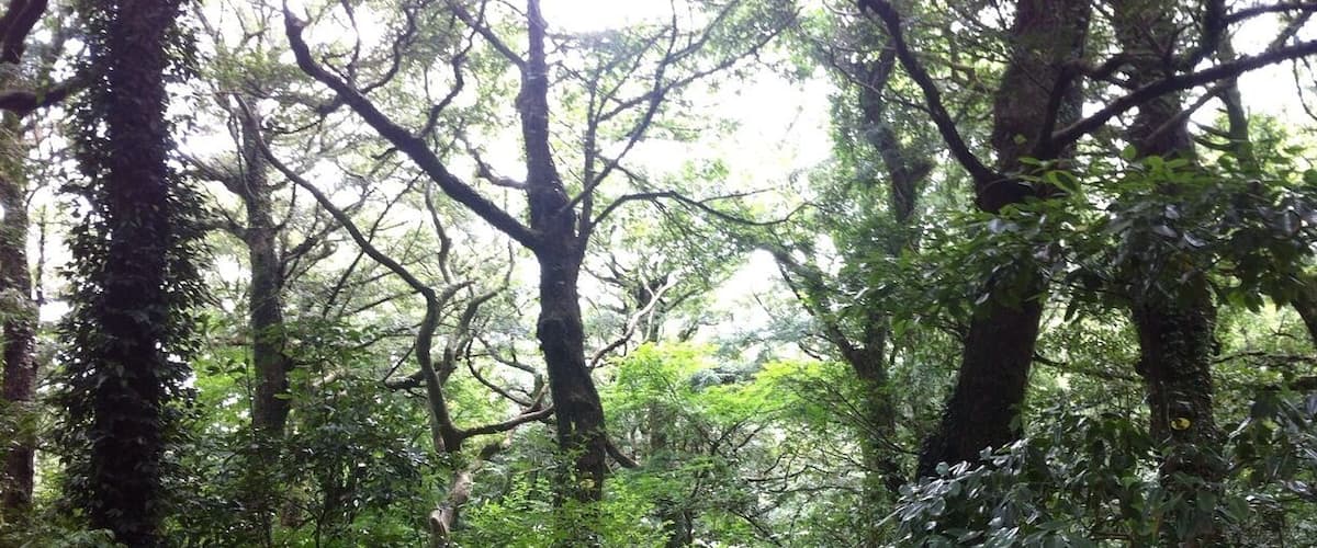 Good place for
Take a walk,
There are
So much old many trees.