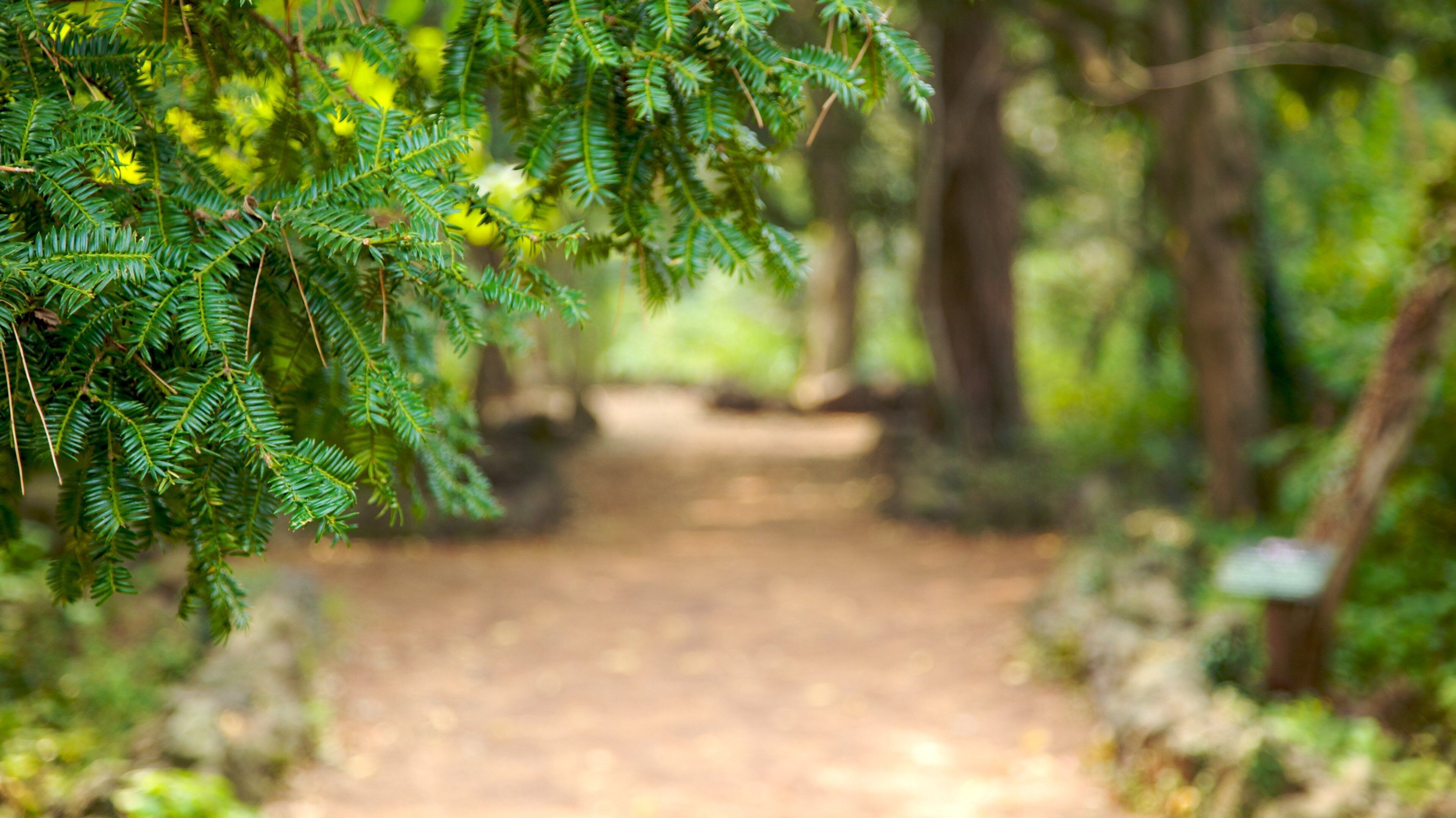 Jeju Island featuring forests, landscape views and a garden