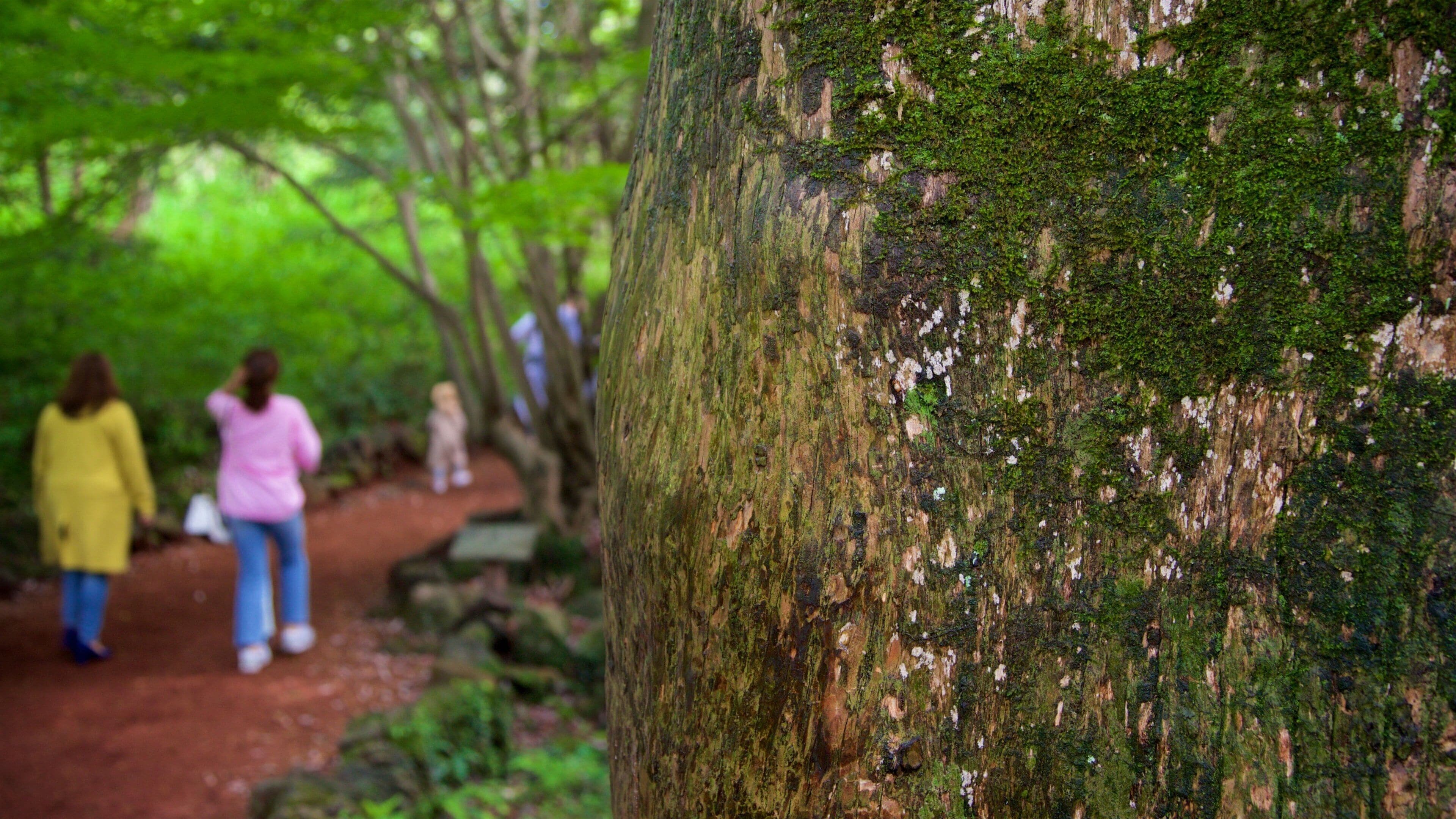 Bijarim Forest featuring a park