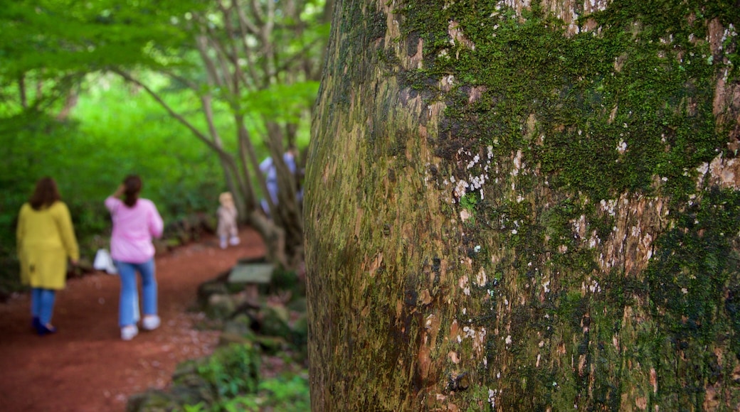 Bijarim Forest featuring a park