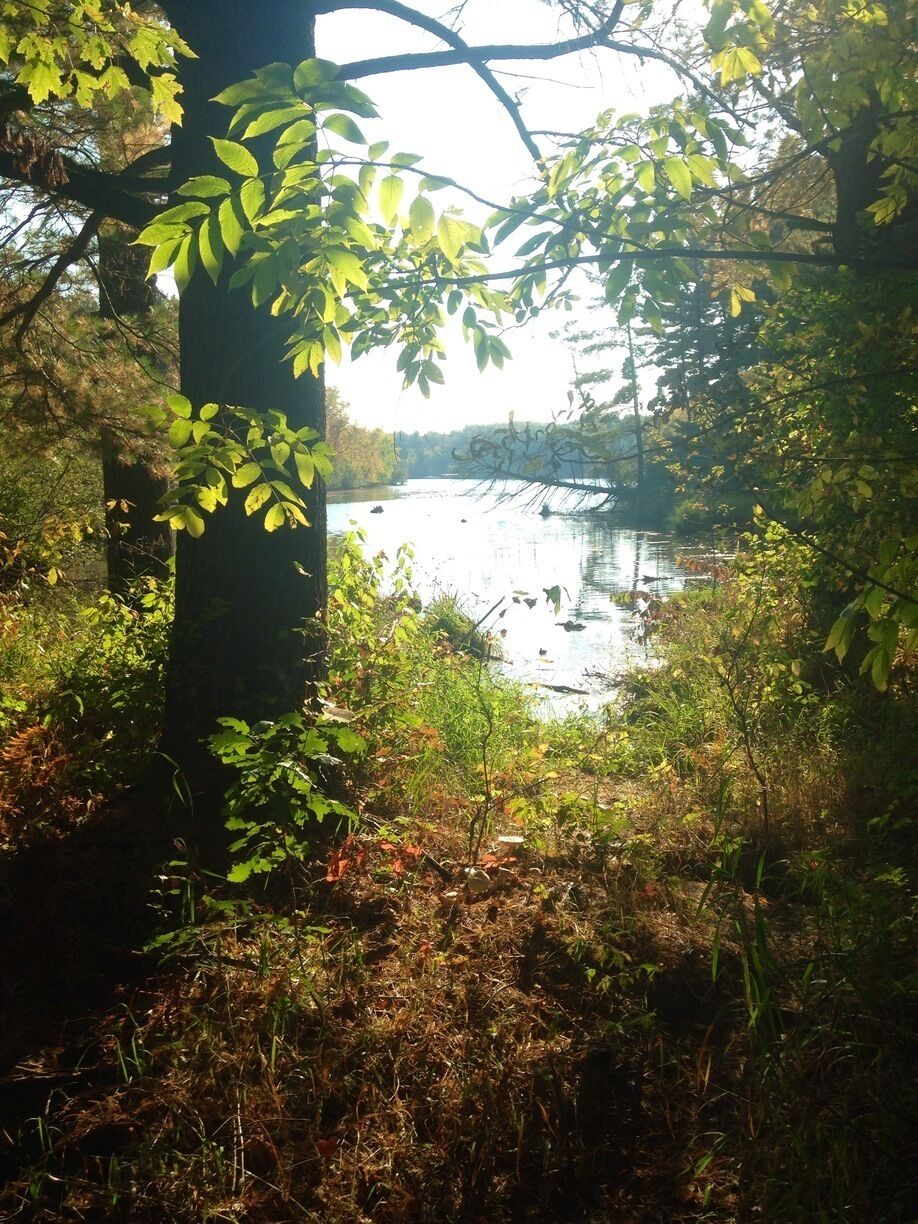 Sneak peek of the lake from a walking trail