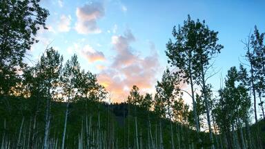 A forest of birch trees with a sunset in the background.