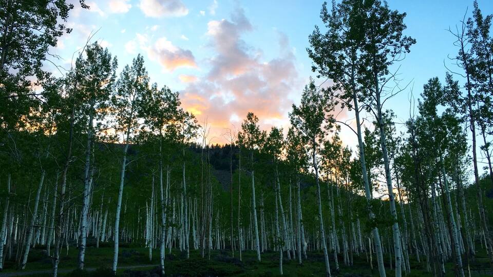 A forest of birch trees with a sunset in the background.