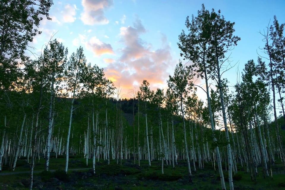 A forest of birch trees with a sunset in the background.