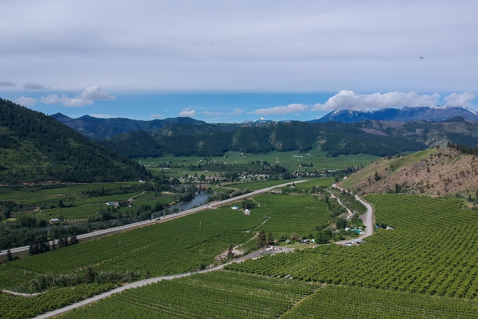 A vineyard with a winding road and a river.