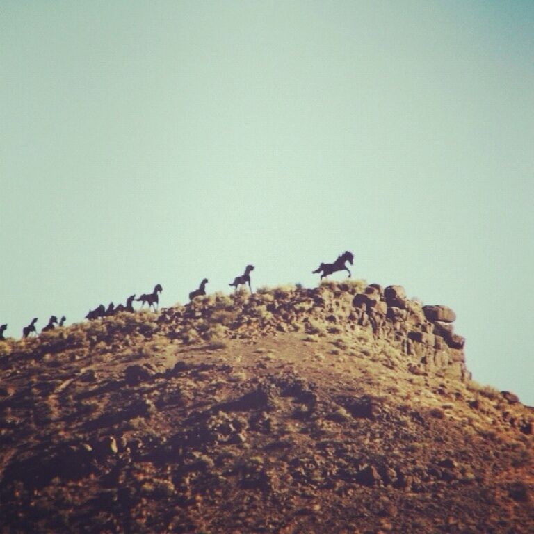 This is one of my favorite parts of the drive on I-90. The first time I saw this monument, I was about 8 years old driving east with my Dad on a fishing trip. Before we approached Vantage, my Dad started to tell me about this old "legend" of a pack of crazy, wild horses that were known to commit suicide by jumping off a cliff. He went on and on about it, letting me get fully invested in the story. Before he was even done with his tale, he said, "Oh my God! Look! There they are!" pointing up at the statue of the horses. I'll never forget as my stomach turned upside down in complete horror in that first second of seeing them. It wasn't until second number 2, then 3 when I realized it was just a statue. And again, my Dad had pulled my leg. As the years passed and I took that drive with new people, I did the same thing to them. I would recommend you do the same. :)