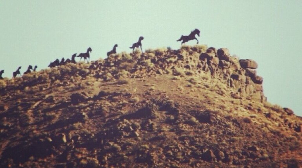 This is one of my favorite parts of the drive on I-90. The first time I saw this monument, I was about 8 years old driving east with my Dad on a fishing trip. Before we approached Vantage, my Dad started to tell me about this old "legend" of a pack of crazy, wild horses that were known to commit suicide by jumping off a cliff. He went on and on about it, letting me get fully invested in the story. Before he was even done with his tale, he said, "Oh my God! Look! There they are!" pointing up at the statue of the horses. I'll never forget as my stomach turned upside down in complete horror in that first second of seeing them. It wasn't until second number 2, then 3 when I realized it was just a statue. And again, my Dad had pulled my leg. As the years passed and I took that drive with new people, I did the same thing to them. I would recommend you do the same. :)