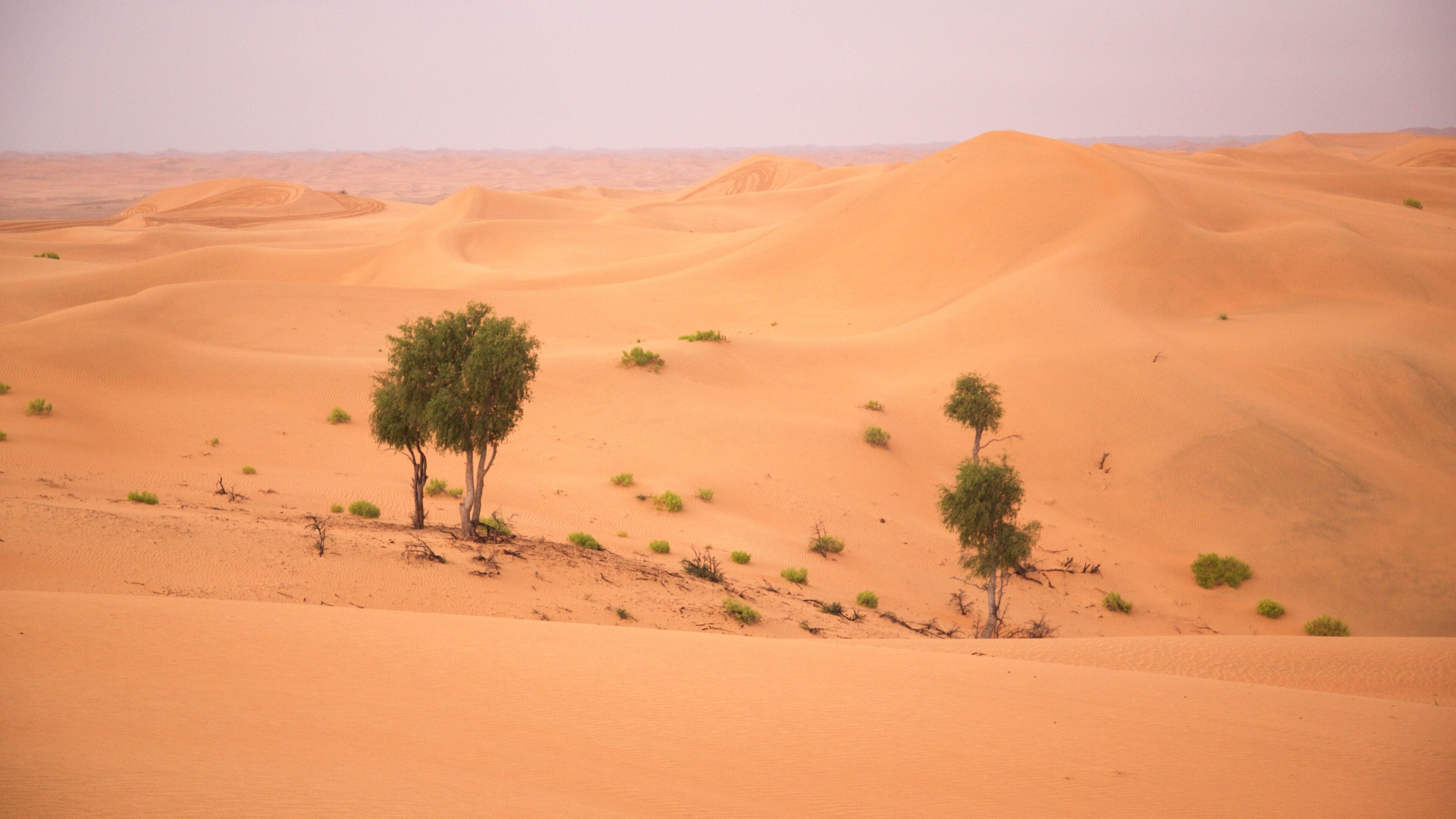 A desert landscape with sand dunes and sparse vegetation.